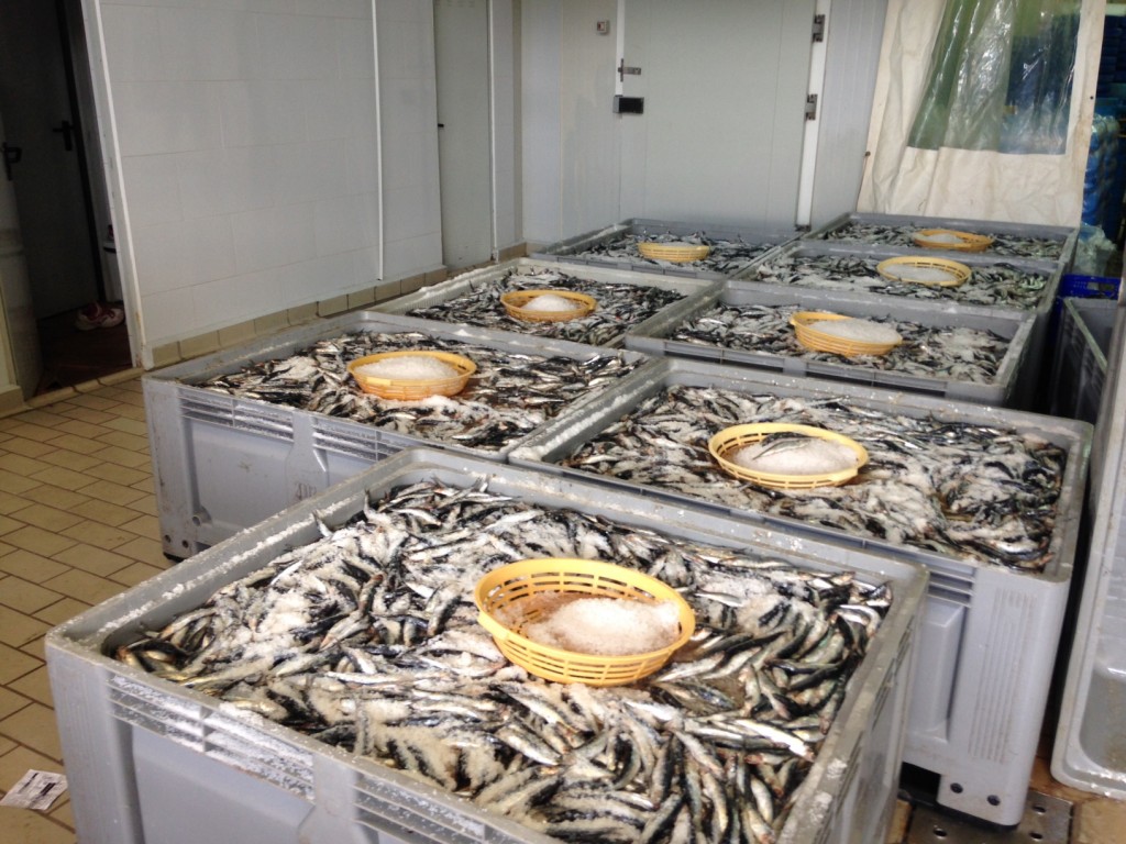 Salazón anchoa Conservas Catalina